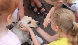 В Павлодаре рассказали, как выбрать игрушки для питомцев