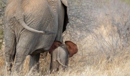 В Индии слонёнка вернули в семью