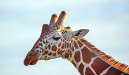 Жираф погиб в Кении при посадке самолёта