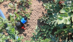 Десятки миллионов тенге льготных кредитов предоставили павлодарским фермерам