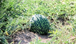 На павлодарской родине арбузов спрогнозировали урожайный год