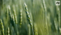 В Павлодарской области попуски повысили урожайность на лугах