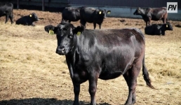 В Бразилии прошёл молочный турнир