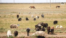 В Павлодарской области завершается сельскохозяйственная перепись