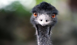 В США вырастили эму, считающего себя уткой