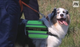 В Павлодаре хвостатые «десантники» заступили на службу