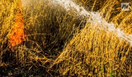 Как обеспечить пожарную безопасность на полях, рассказали павлодарские огнеборцы