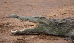 В школьный двор Малайзии забрёл крокодил