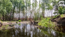 Павлодарцев пригласили на экологическую акцию