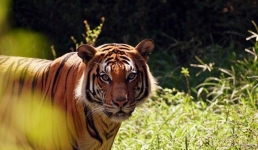 В Мексике тигрица напала на ветеринара