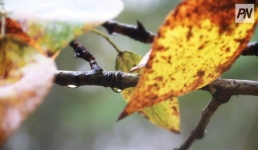 Заморозки и туман: погода в Павлодарской области 15 сентября