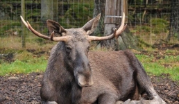 В Австрии заметили рогатого «иммигранта»