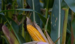 О достижениях Павлодарской области в АПК сообщили Главе государства