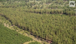 Почему саженцы не приживаются в павлодарских лесах, объяснили специалисты