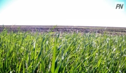 В Павлодарской области из-за дождей сдвинули срок уборки зерновых