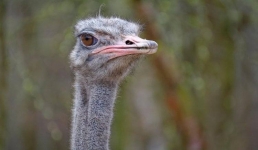 Для жители Китая страусы стали средством передвижения