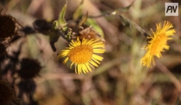 На этой неделе павлодарцев ждут летние температуры