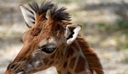 В Англии жирафу вернули обоняние с помощью ингалятора