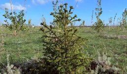 Условно живые и сухостой: как оценили приживаемость павлодарских деревьев