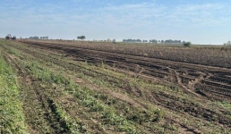 В Павлодарском районе завершают уборку чипсового картофеля