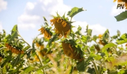 В Павлодарской области поддержат масличное производство