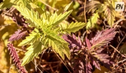 Жарким и без осадков прогнозируется 27 сентября в Павлодарской области