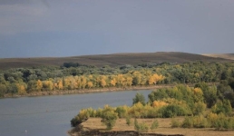 Где в Павлодарской области найти «цветок пустыни»