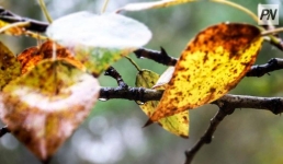 Дождь со снегом прогнозируют на этой неделе в Павлодарской области