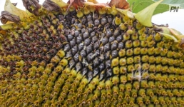 В Железинском районе увеличили посевы масличных культур