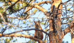 Павлодарские лесники рассказали школьникам о редких животных