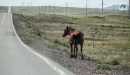 В Павлодарской области лошадь стала причиной смертельного ДТП
