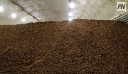 Павлодарская область побила рекорд по сбору картофеля