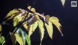 Небольшие осадки ожидают в Павлодарской области 7 октября