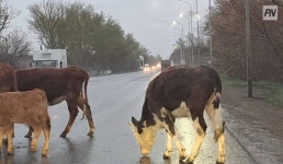 Полицейские Аксу прошлись рейдом по трассам региона