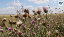 Усилить контроль за миграцией сайгаков предлагают павлодарские фермеры