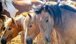 В Экибастузе развитие коневодства обсудили на мировом уровне
