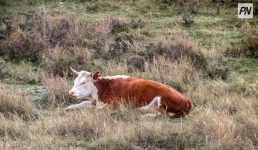 В Павлодаре рассказали, почему нельзя отпускать скот без присмотра