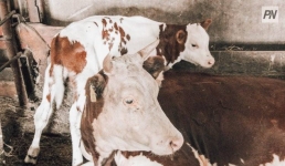 В Аксу полицейские вернули потерявшийся скот владельцу