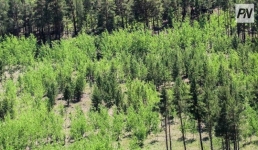 Павлодарские леса пополнят саженцами сосны