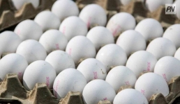 Ко Дню Республики в Павлодаре организуют праздничную ярмарку