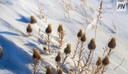 Картофель под снегом: в районах создадут группы для помощи павлодарским фермерам