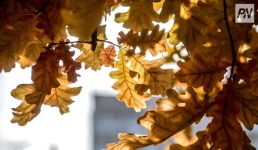 31 октября в Павлодарской области будет плюсовая температура