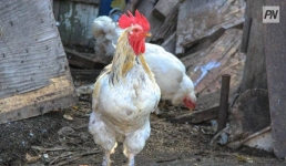 В Павлодарской области продолжают выяснять причины падежа домашней птицы