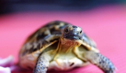 Из зоопарка Индианаполиса украли двух черепах