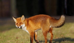 Зооволонтёры Англии вызволили лису из проволочного плена