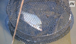 В Павлодарской области остановили «Ниву» с браконьерским уловом