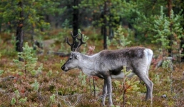 В США спасли оленя