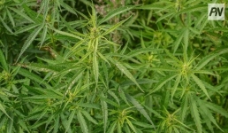 В Павлодаре мужчина выращивал для себя кустовую коноплю