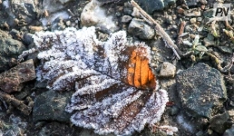 В Павлодарской области плюсовая температура продержится еще неделю