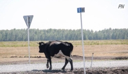 В Павлодарской области усилили защиту трасс от скота